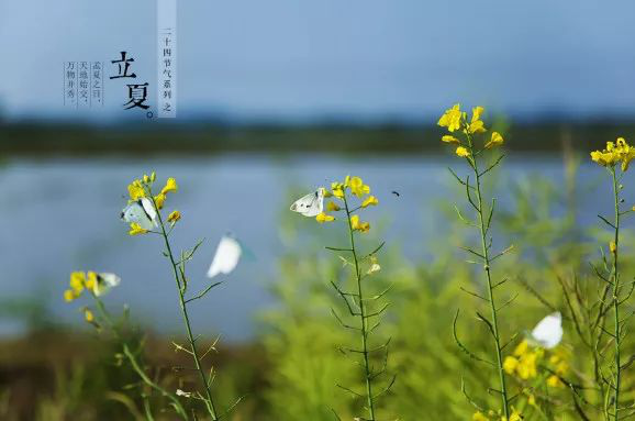 5.6【毓·文化】立夏丨又是一年芳草碧，满架蔷薇一院香50.png